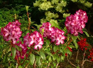 Rhododendron - 'Midnight Mystique'