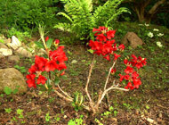 Rhododendron - 'Robt L Stevenson'