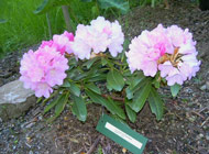 Rhododendron - 'Exbury X Degro'