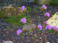 Rhododendron - 'R. Perrugineum' 