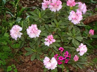 Rhododendron - 'Insigne'
