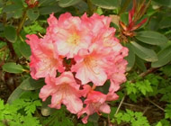 Rhododendron - 'Tara Two'