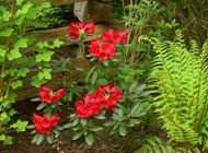 Rhododendron - 'Yak X Hamelium'