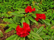 Rhododendron -