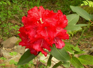 Rhododendron - 'Markeeta's prize'