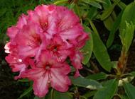 Rhododendron - 'One thousand butterflies'