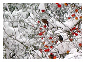 Winter Birds apple feeding