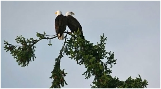 Pair Bald Eagles