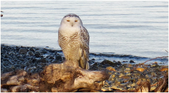 Snowy Owl Vancouver Island