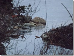 Royston Waterfront Trail