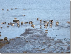 Mallard Ducks