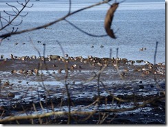 Mallards along the new Royston Waterfront Trail