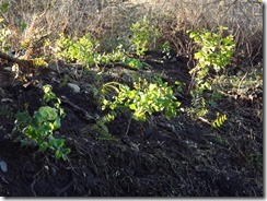 Native Salal planted at Royston House along the New Royston Waterfront Trail