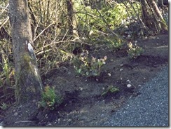 Planting along the new Royston Waterfront Trail