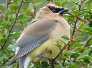 Cedar waxwing