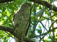 Coopers hawk