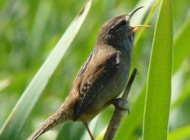 Marsh wren