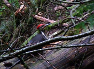 Pileated woodpecker