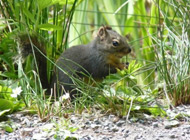 Red-tailed squirrrel