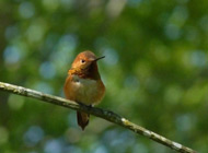 Rufous hummingbird