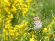 Savannah sparrow