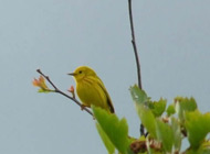 Yellow warbler