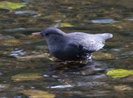 american dipper