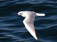 bonaparte gull