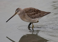 long billed dowicher