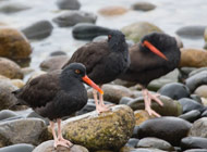 oystercatcher