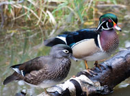 wood duck pair