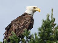 bald-eagle