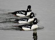 barrow's-goldeneye