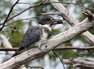 belted-kingfisher