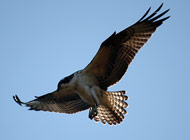 osprey