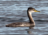 red-neck-grebe