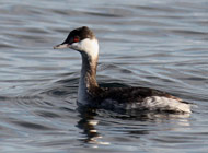 western-grebe