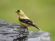 American Goldfinch