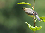 Cedar Waxwing