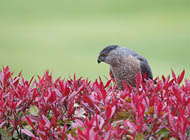 Cooper's Hawk