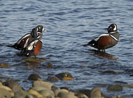 Harlequin Ducks