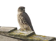 Merlin (female)