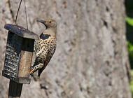 Northern Flicker (female)