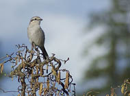 Northern Shrike