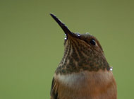 Wet Hummer