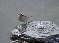 White-crowned Sparrow