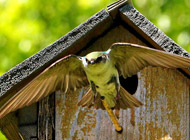 Green Violet Swallow Takeoff