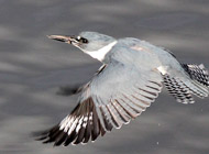 Kingfisher in flight