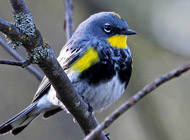 Yellow Rumped Warbler