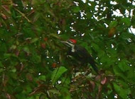 Pileated Woodpecker